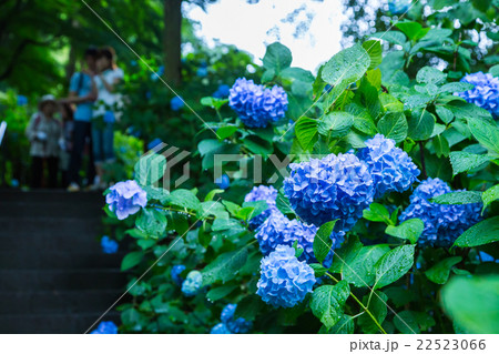 アジサイ あじさい 紫陽花 梅雨 初夏の花 植物 紫陽花の画像素材 写真素材 コピースペースの写真素材