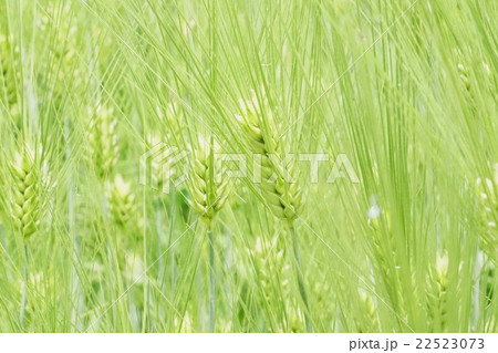 青麦 青麦 22523073