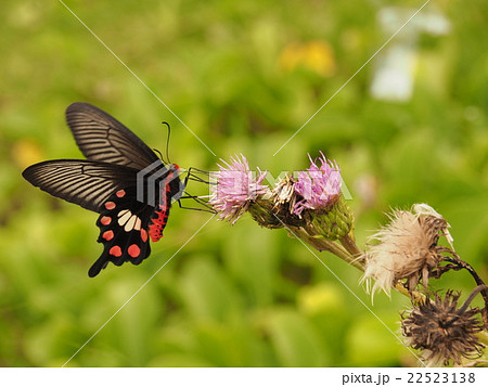 宮古島で出会った生き物 黒アゲハ蝶aの写真素材