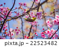 目白と桜6 22523482