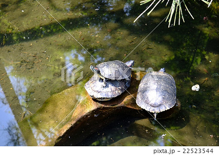 成田山川越別院　亀の池 22523544