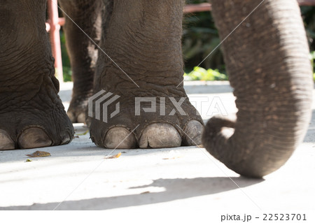 Big elephant foot Big elephant foot 22523701