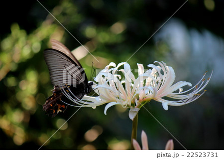 ナガサキアゲハ ナガサキアゲハ 22523731