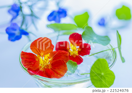 ナスタチウムとデルフィニウムの花の写真素材