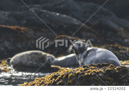ゼニガタアザラシ2 ゼニガタアザラシ2 22524202