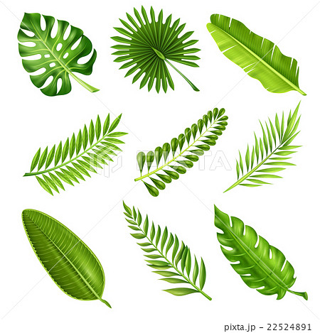 Tropical Palm Tree Branchesのイラスト素材 22524891 Pixta