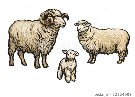 White sheep isolated 22524908