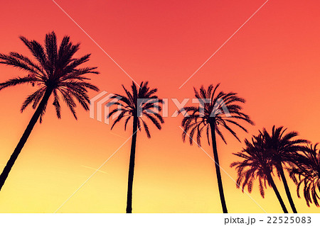 Vintage tropic palm trees against sky Vintage tropic palm trees against sky 22525083