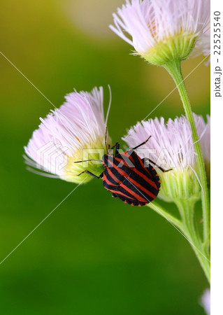 アカスジカメムシ アカスジカメムシ 22525540