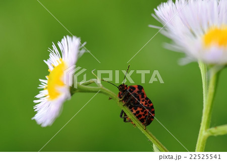 アカスジカメムシの裏側 アカスジカメムシの裏側 22525541