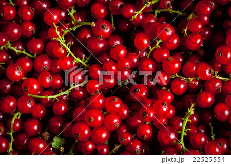 Redcurrant close up 22525554
