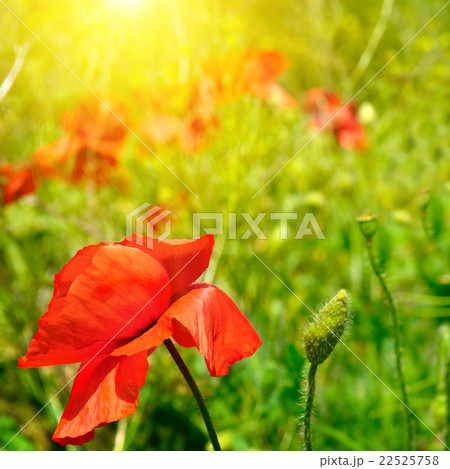 field with poppies and sun 22525758