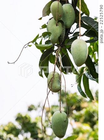 Fresh mango group Fresh mango group 22525790