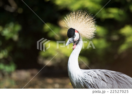 Black Crowned Crane (Balearica pavonina) Black Crowned Crane (Balearica pavonina) 22527025