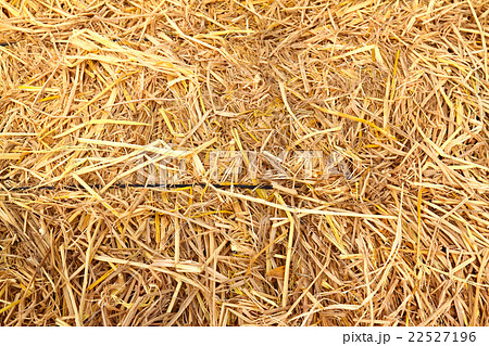 golden straw texture background 22527196