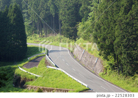 杉林と道路 22528303