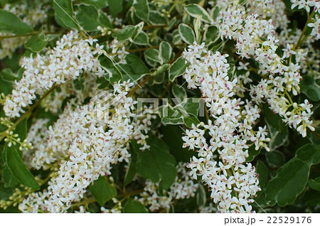 満開のシルバープリペット 満開のシルバープリペット 22529176