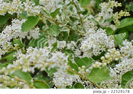 満開のシルバープリペット 満開のシルバープリペット 22529178