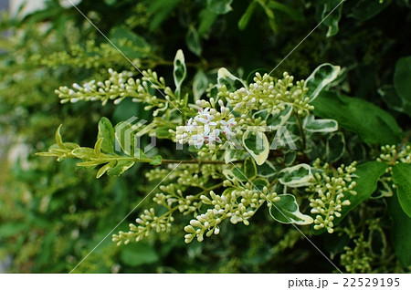 シルバープリペットの花とつぼみ の写真素材
