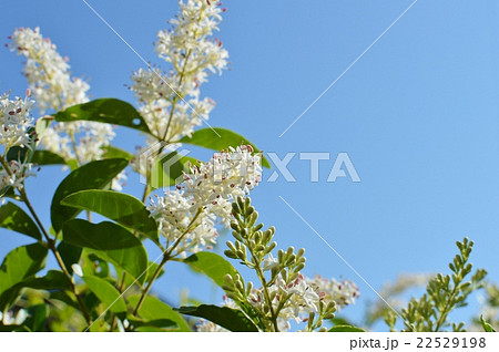 シルバープリペットの花と青空の写真素材