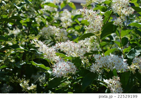 シルバープリペットの花 シルバープリペットの花 22529199