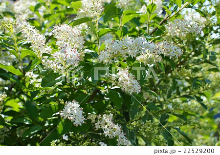 シルバープリペットの花　 22529200