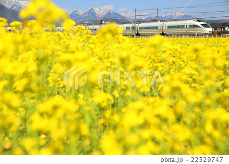 小田急ロマンスカーと菜の花 22529747