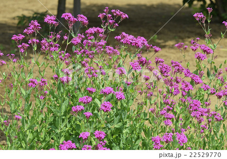 ムシトリナデシコ 虫取り撫子 の写真素材