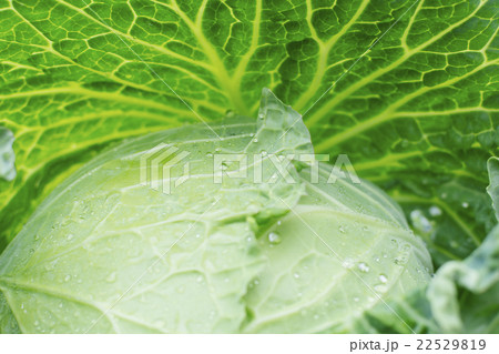 Close-up of cabbage leaves Close-up of cabbage leaves 22529819