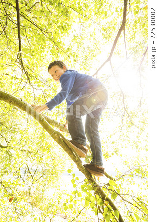 Boy (6-7) climbing branch 22530002