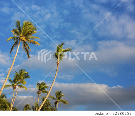 Dominican Republic, Palm trees against cloudy sky 22530255