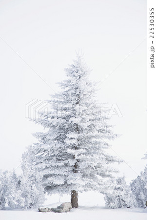 Pine tree and junipers covered with snow 22530355