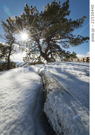 Sunbeams breaking through tree branches in winter Sunbeams breaking through tree branches in winter 22530440