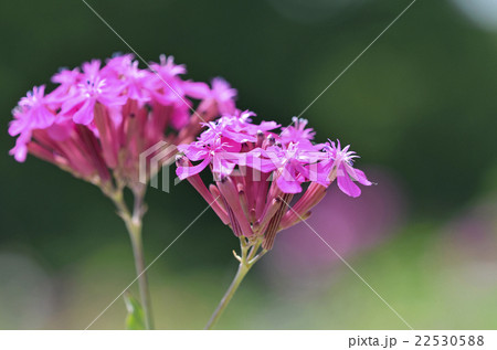 ムシトリナデシコ（虫取り撫子） 22530588