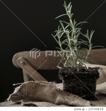 Rosemary plant without pot 22530628