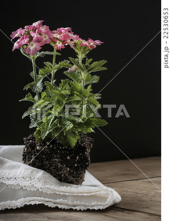 Verbena flowers without pot 22530653