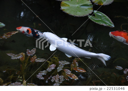 モネの池 プラチナ鯉 ネット上で の写真素材