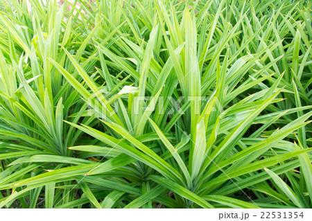 Pandan Leaves , Thai Herb Pandan Leaves , Thai Herb 22531354