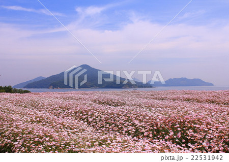 フラワーパークうらしま フラワーパークうらしま 22531942