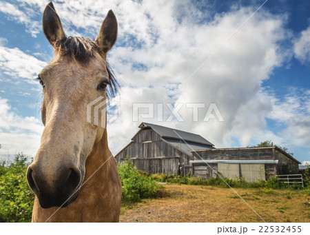 Brown Horse Standing In Front Of His Barn Brown Horse Standing In Front Of His Barn 22532455