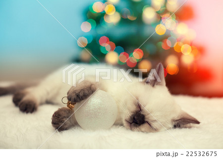 Kitten sleeping against christmas tree with lights 22532675