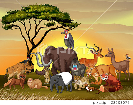 Wild animals in the savanna field - Stock Illustration [22533072] - PIXTA