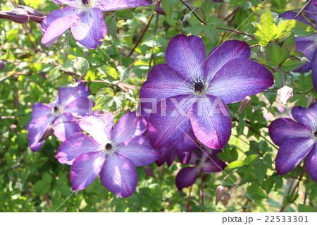 クレマチス　ヴェノサ・ヴィオラセア　（ウィティケラ系） 22533301