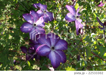 クレマチス　ヴェノサ・ヴィオラセア　（ウィティケラ系） 22533302