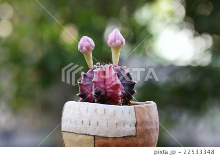 緋牡丹錦 22533348