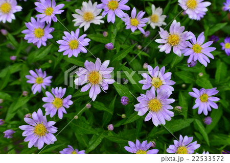 ミヤコワスレの花の写真素材