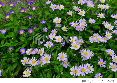 ミヤコワスレの花 22533574