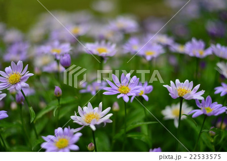 ミヤコワスレの花の写真素材