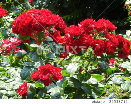 野ばらの特徴である房咲き性がある薔薇 耐寒性に優れ 真紅の花が房になって咲く姿は圧巻である の写真素材