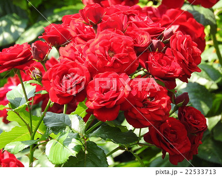 野ばらの特徴である房咲き性がある薔薇 耐寒性に優れ 真紅の花が房になって咲く姿は圧巻である の写真素材